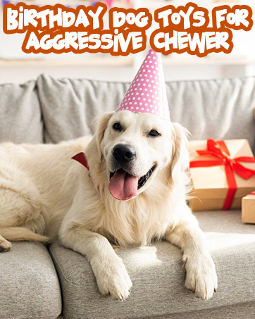 Dog brithday toys