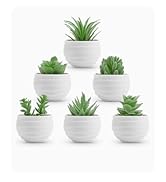 succulent plant