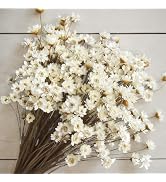 300 PCS Natural Dry Flowers Brazilian Small Star Daisy,13'' White Mini Daisy Chamomile, Dried Dai...