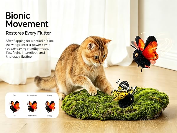 cat toys