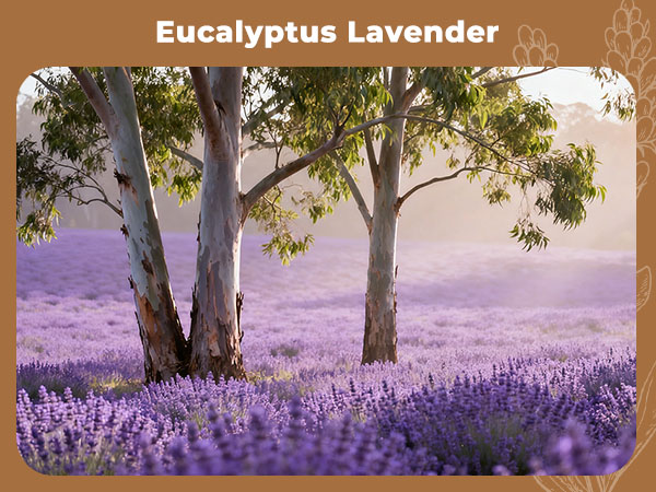 Eucalyptus Lavender