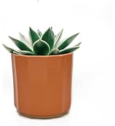 Perilla Home Single Ceramic Handmade Planter Pot for Indoor &amp; Outdoor with Drainage Hole for Home...