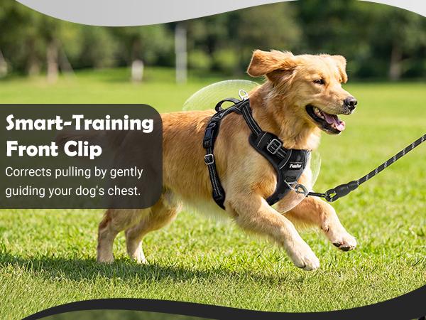 Text reads 'Smart-Training' and 'Front Clip'. Series of images showing yellow Labrador running on grass wearing training harness.