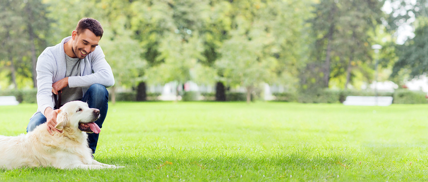 shock collar for large dog training collar dog shock collar training collar for dogs dog shocker