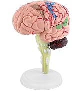 4D Anatomy Brain Model Disassembled Human Brain Model Structural Anatomy Medical Teaching Learnin...