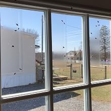 Kensizer window fly trap