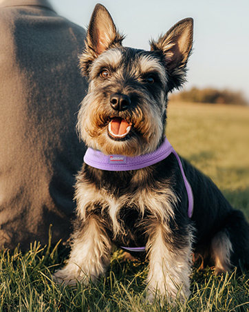 dog harness