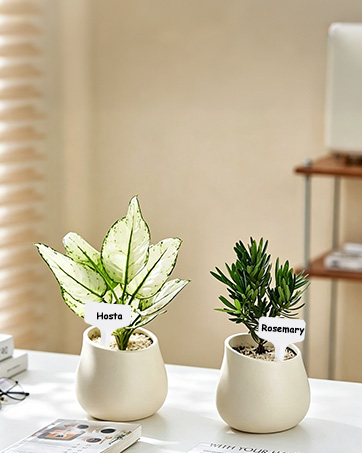 Oligei Plant Labels 120 PCS
