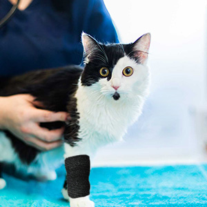 bandage wrap