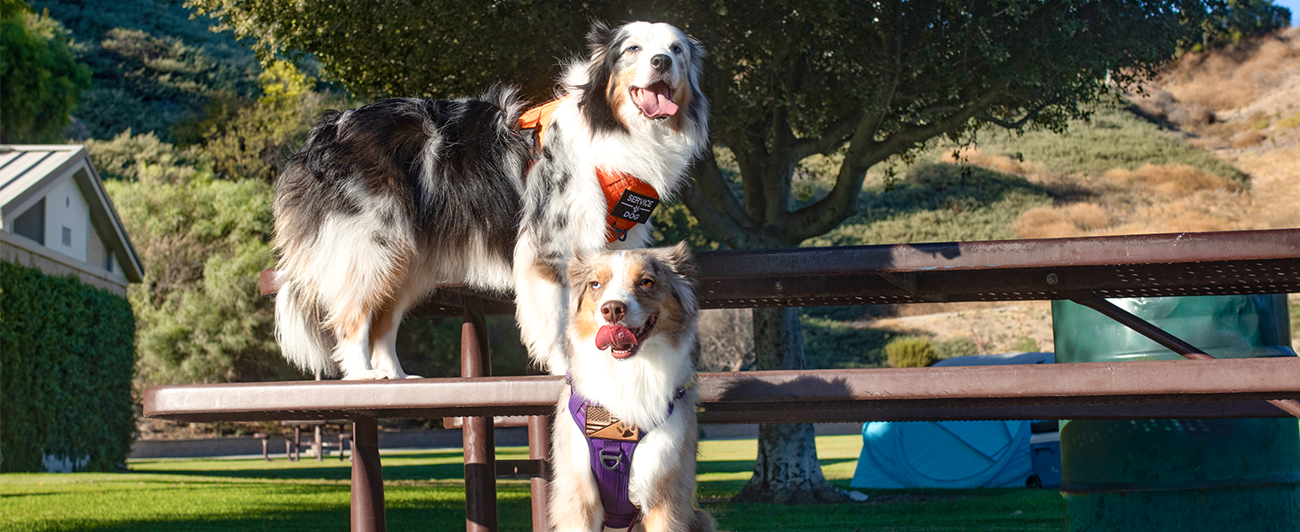 dog harness