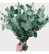 22 Pcs Large Dried Eucalyptus &amp; Silver Dollar Leaves Bundle for Shower - 100% Natural Real Fresh ...