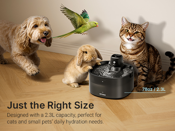 cat drinking water fountain