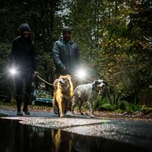 flashlight for dog