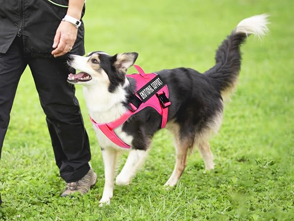 hot pink service dog harness