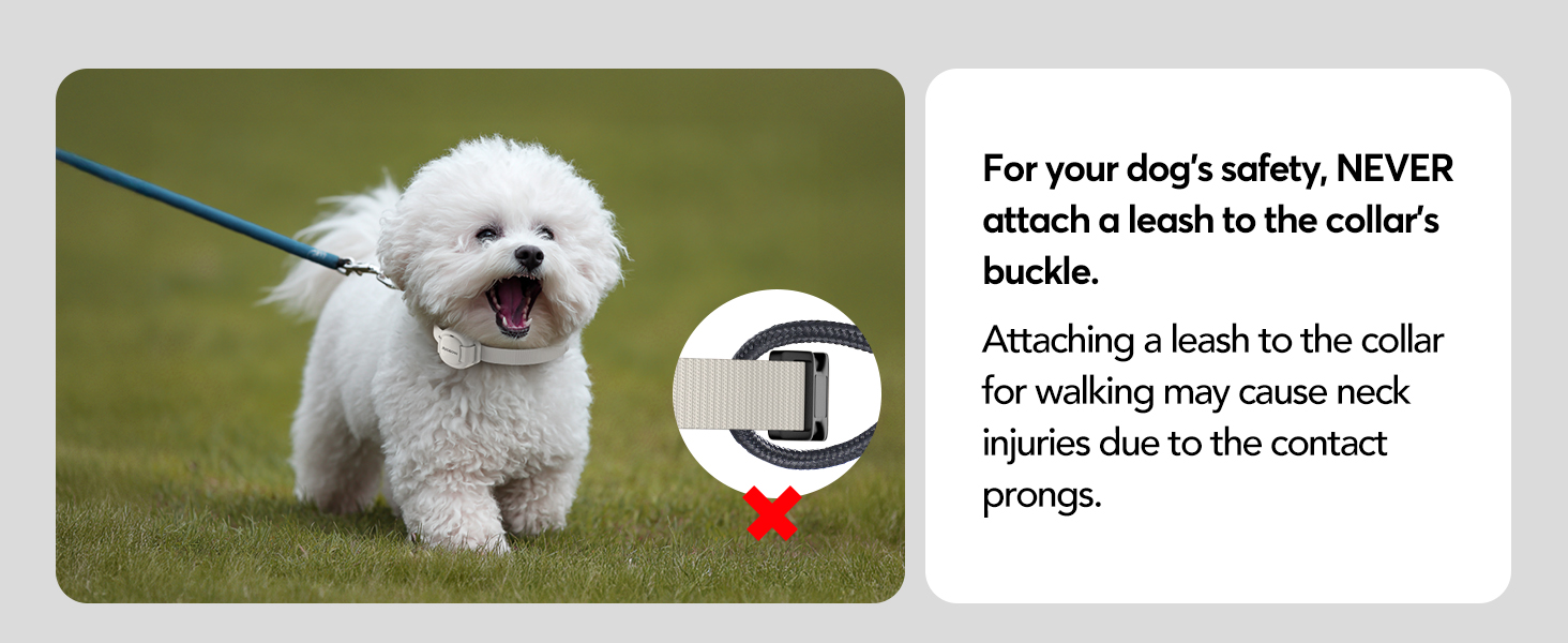 dog collar