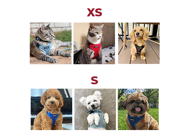 chest harness dog walking