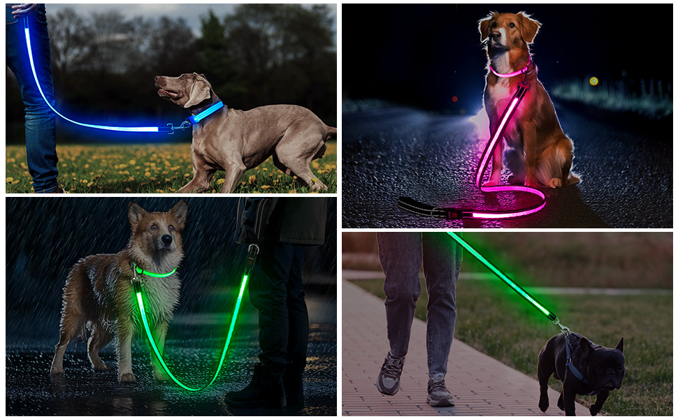 led dog leash