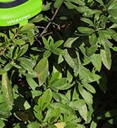 cordless hedge trimmer