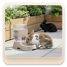 Small-pet-friendly view of a pet water bowl dispenser suitable for rabbits.
