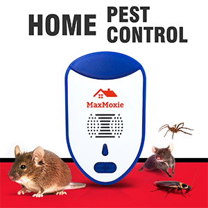 home pest control