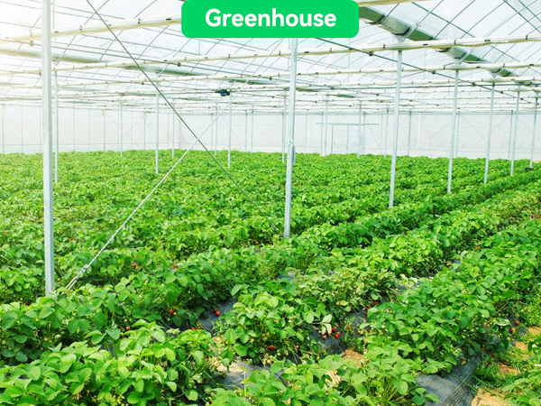 greenhouse plant nursery garden