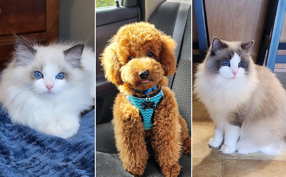 dog hair remover dog brush for shedding cat brushes for indoor cats furminator for dogs deshedding