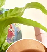 MealFlow Pro 36pcs Pot Feet Risers, Invisible Pot Feet Self-Adhesive Rubber Dot Succulent Pots Fe...