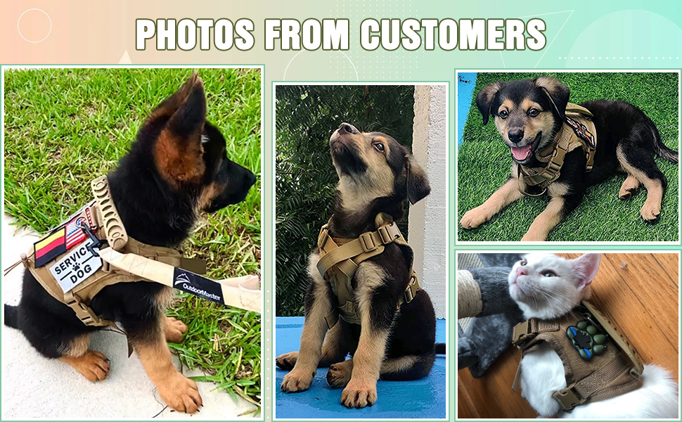 customer feedback chihuahua yorkie 