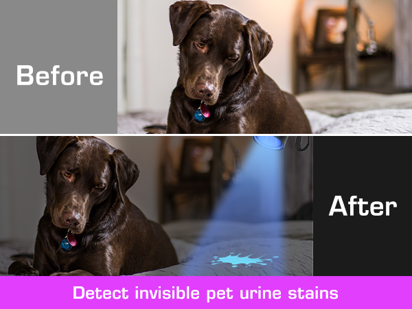 Detect invisible pet urine stains with this UV flashlight