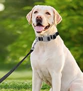 Dog Collar for Medium Small Large Dogs Reflective with Leash,Collar and Leash for Dogs,Soft Neopr...