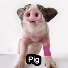 pig vet wrap for pets