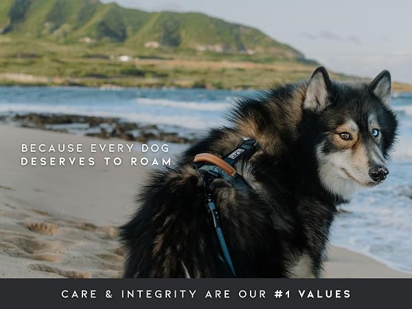Made To Roam Slogan: Because Every Dog Deserves To Roam