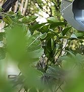 WORKPRO Cordless Detail Belt Sander, Mini Chain Saw, Electric Blower, 3-in-1 Power Tool Combo Kit...