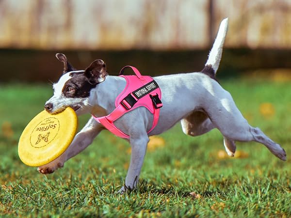 comfortable vest harness- all day wear