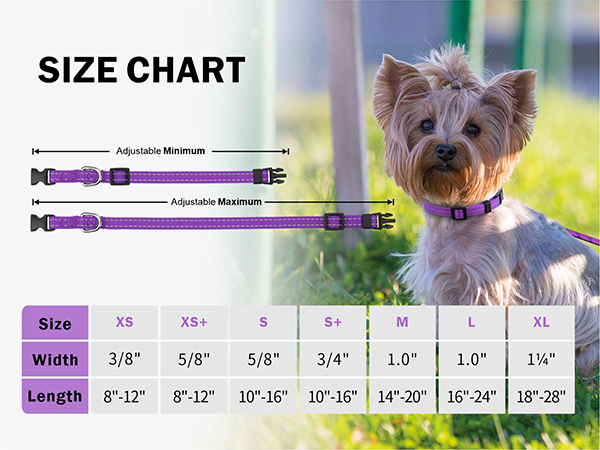 small dog collar