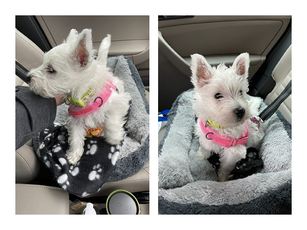 Walking Dog Harness and Leash Set