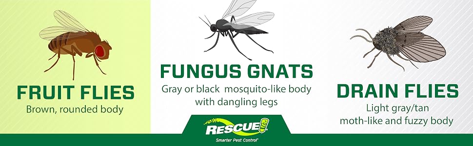This trap is only effective for trapping fruit flies.