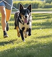 double dog leash