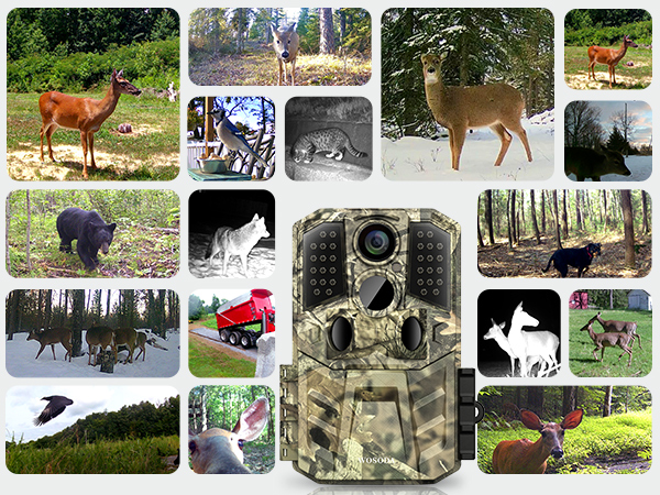wildlife camera