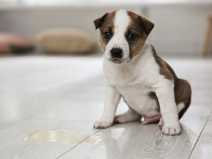 potty pads for dogs xxl disposable pee pads for dogs xl dog pee pads pee pee pads for dogs pee dogs