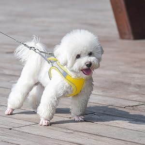 yellow dog harness