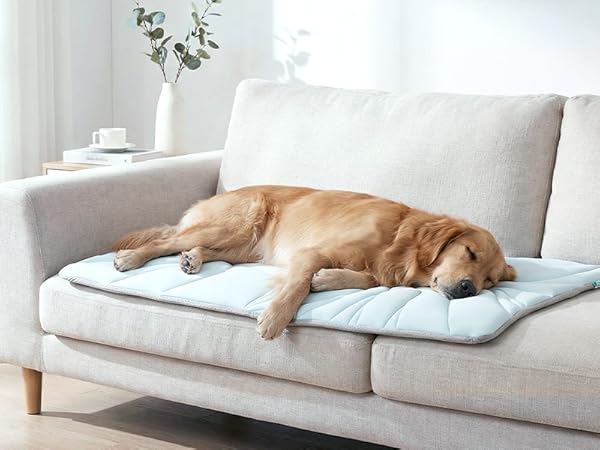 Dog Mat Use Indoor