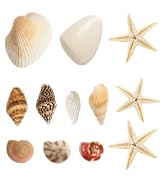 HAPY SHOP 1200 Pieces Tiny Sea Shells Small Natural Starfish Mixed Ocean Beach Spiral Seashells f...