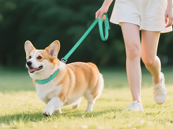 dog collars for small dogs