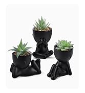 succulent palnt