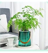 Funducts Self Watering Planters 5.9 Inch Self Watering Pots for Indoor Plants, African Violet Pot...