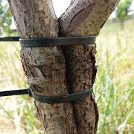 1000 zip ties