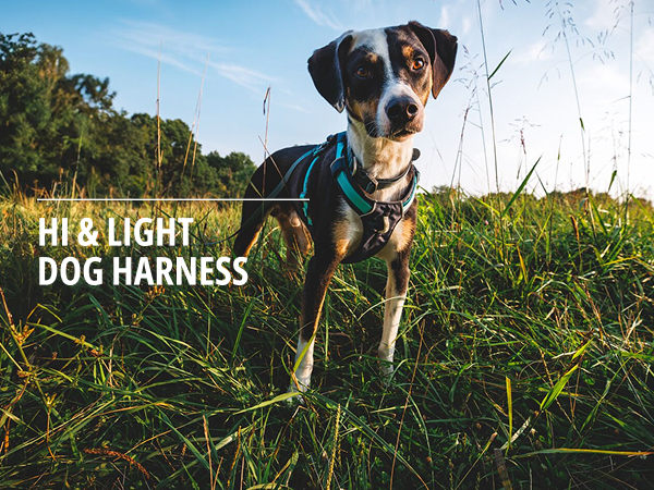 Lightweight small dog harness with a sleek fit, ideal for active pups and everyday adventures.