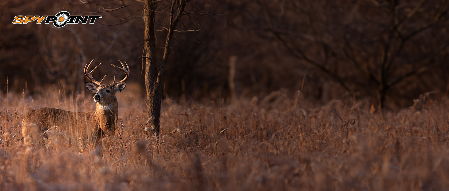 spypoint buck