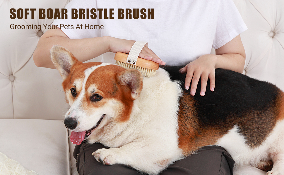 dog brush